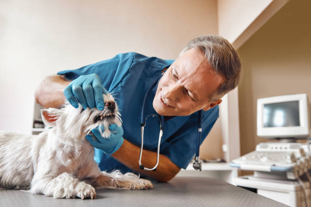 Best Broken or Chipped Tooth Repair in Chatsworth, IL